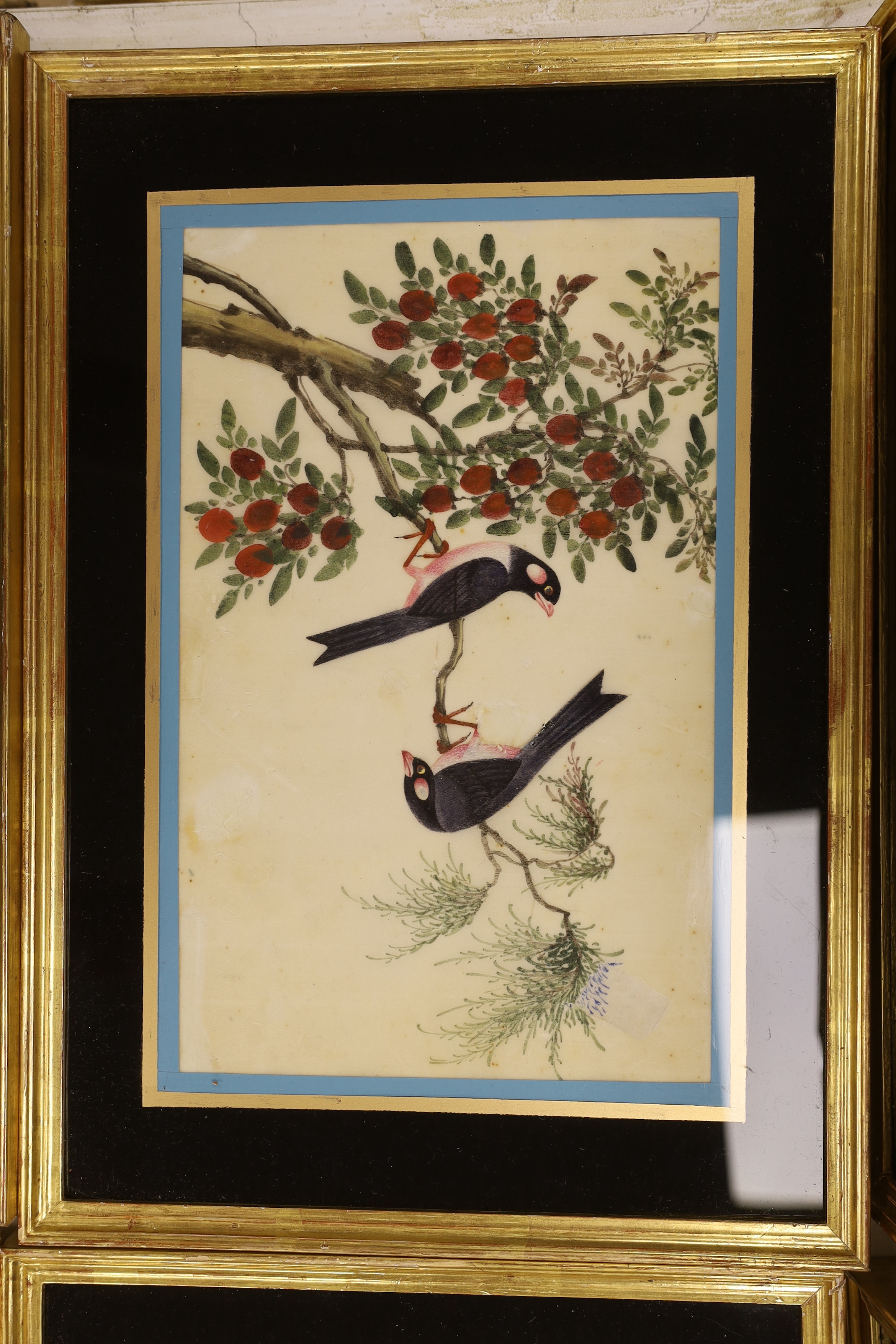 19th century Chinese School, set of six pith paper paintings, Birds of paradise amongst flowers, 17 x 28cm